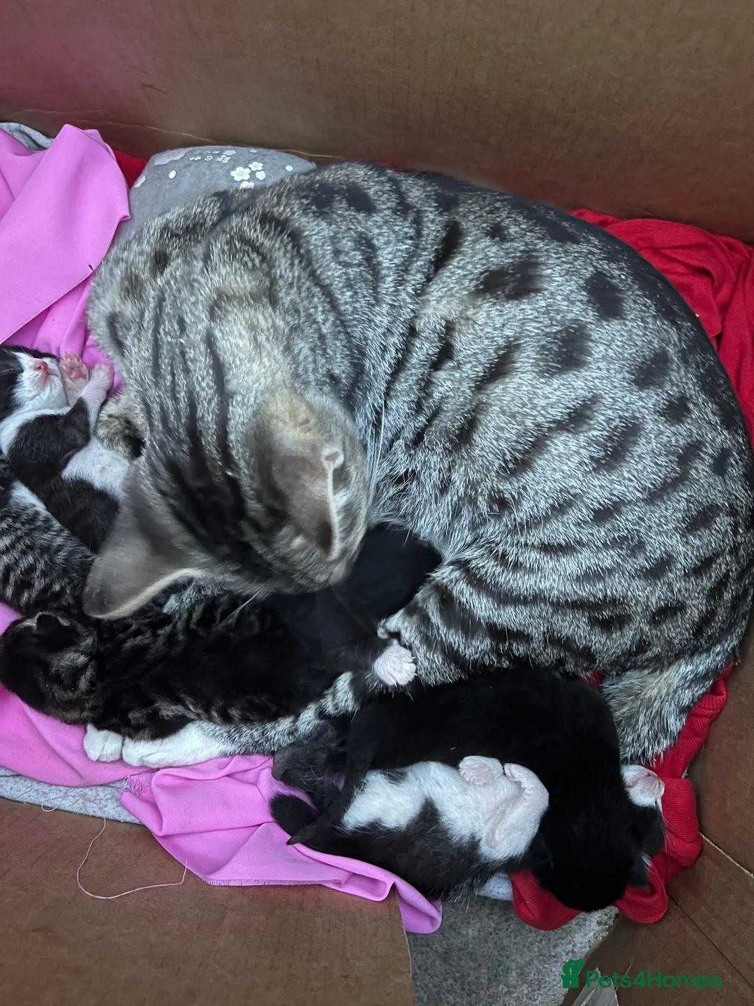 Mixed Breed cats for sale: Cute Kittens for Sale!!! in Luton - Advert 1