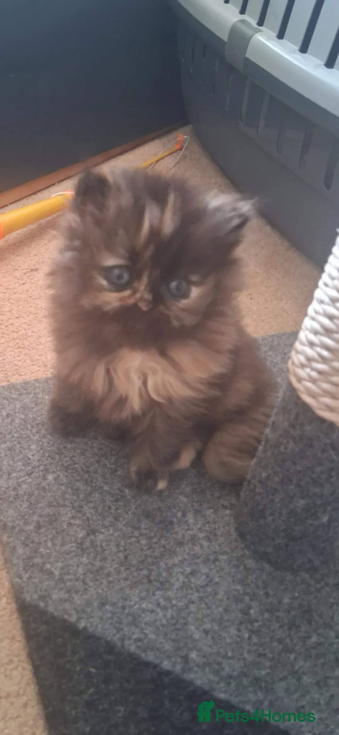 Persian cats for sale: 4 STUNNING PERSIAN KITTENS! - Advert 2