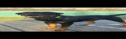 Rottweiler dogs for sale: Our gorgeous Rottweiler puppies !  in Morecambe - Advert 3