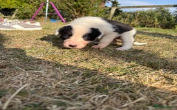 Mixed Breed dogs for sale: Beautiful Huntaway x Collie pups  - Image 30