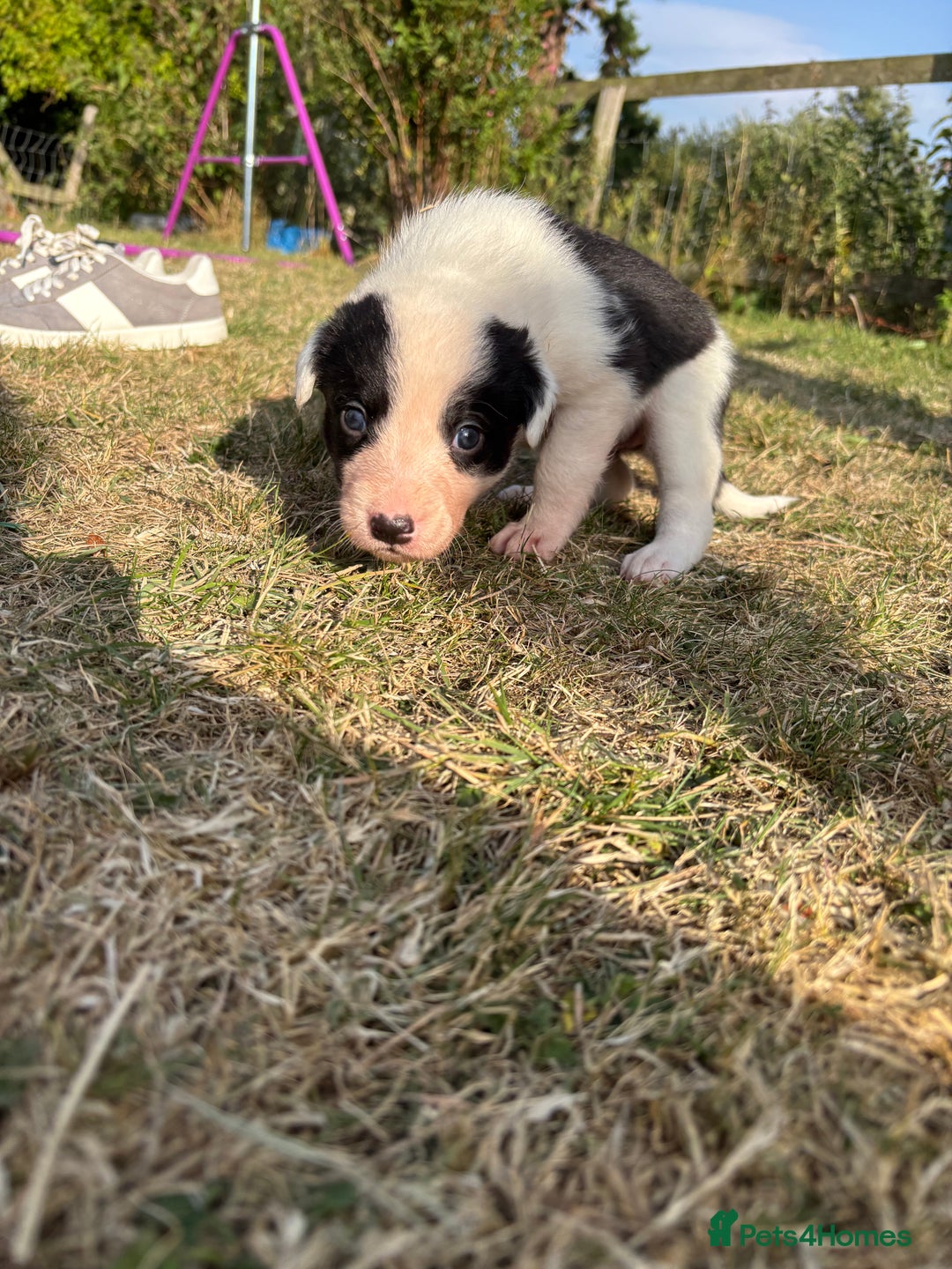 Mixed Breed dogs for sale: Beautiful Huntaway x Collie pups  - Image 30