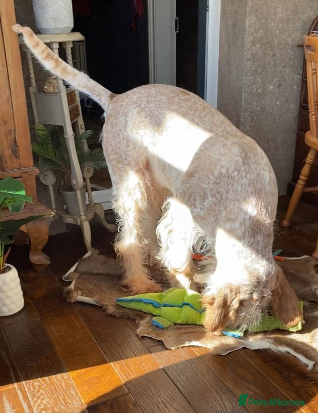 Italian Spinone dogs for sale: ITALIAN SPINONE WAITING LIST OPEN -DUE OCT - Image 40