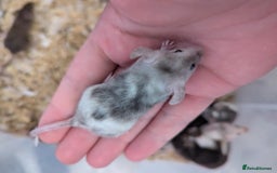 Mouse rodents for sale: Friendly young mice available, mixed colors - Image 6