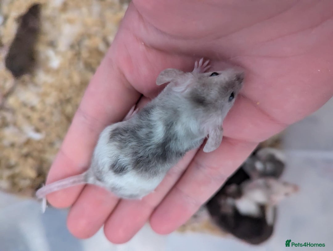 Mouse rodents for sale: Friendly young mice available, mixed colors - Image 6