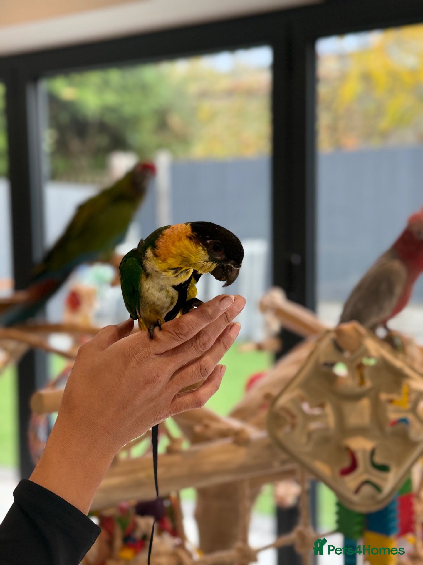 Parrots birds for sale: Silly Tame Pallid Black Headed Caique - Advert 16