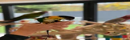 Parrots birds for sale: Silly Tame Pallid Black Headed Caique READY NOW - Advert 1