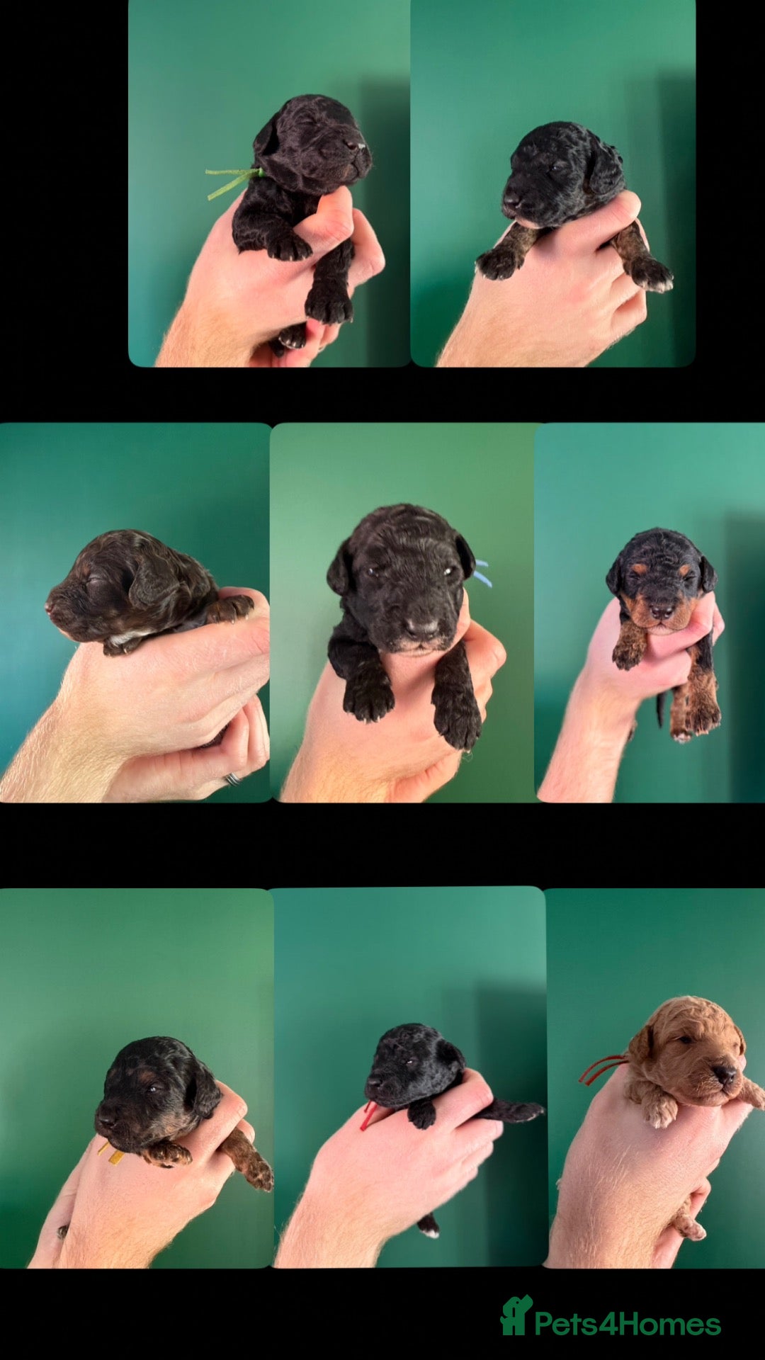 Miniature Poodle dogs Miniature poodle puppies  - Advert 21
