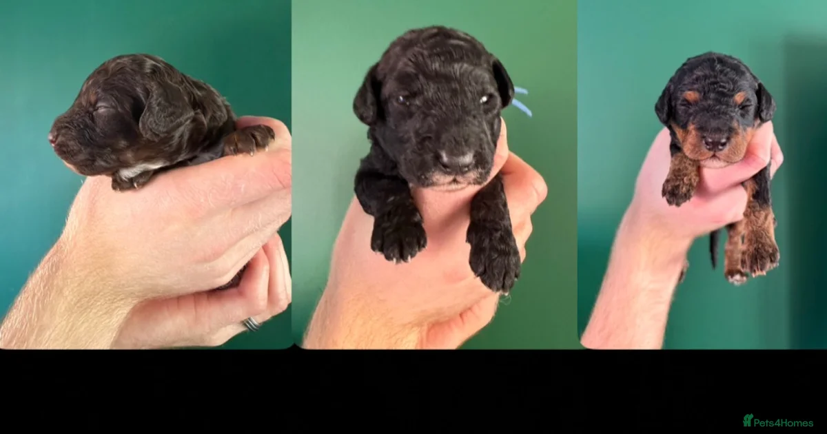 Podle Mini Miniature Poodle Puppies for sale in Middlesbrough, Middlesbrough ...