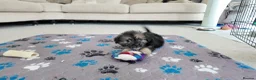 Mixed Breed dogs for sale: Beautiful Shorkie-Poo / Pom-Poo Puppies - Advert 17