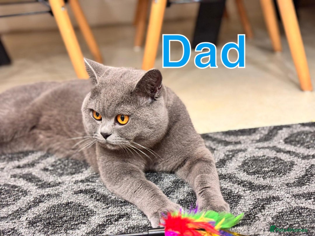 British Shorthair cats for sale: Chunky Lilac & blue bsh kittens  - Image 20