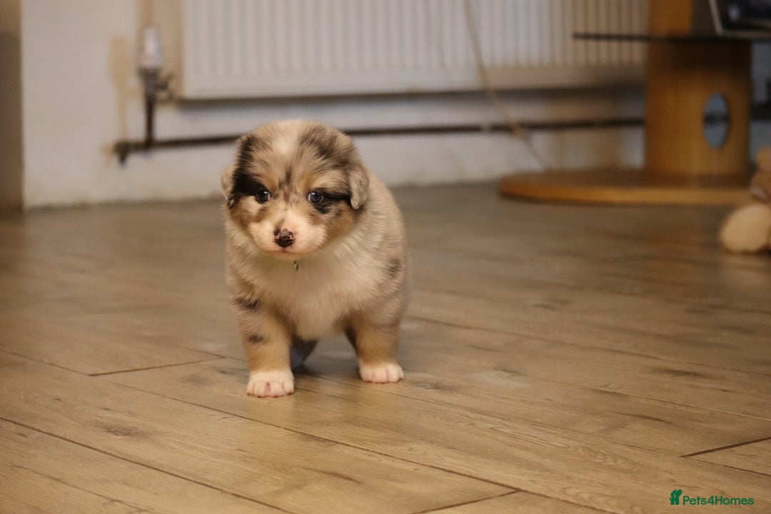 Australian Shepherd dogs for sale: Australian Shepherd Puppies  - Image 31