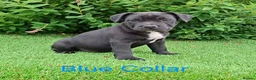 Staffordshire Bull Terrier dogs for sale: Classic Staffordshire Bull Terrier Puppies  - Advert 21