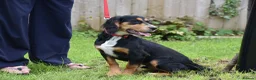 Cocker Spaniel dogs for sale: 5 Months Old Male Working Cocker KC Reg - Advert 14