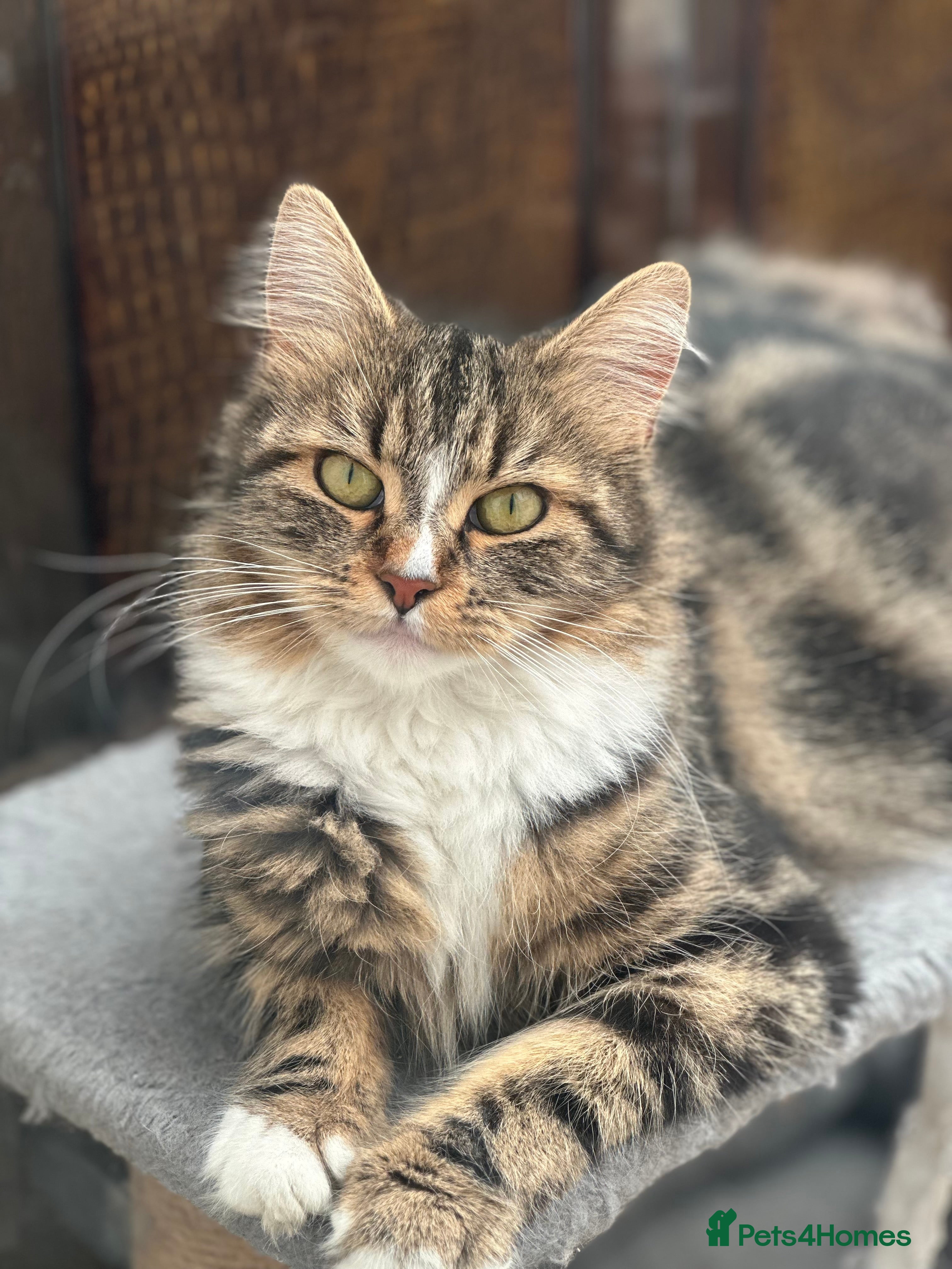 Mixed Breed cats Adult female cat - Advert 1