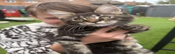 Maine Coon cats for sale: 🐾PUREBRED🐾 Registered Mainecoon Kittens - Advert 30