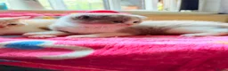 Scottish Fold cats for sale: Scottish fold kittens - Advert 13