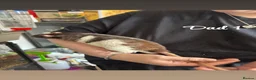 Rat rodents for sale: Baby rats  in Trowbridge - Advert 17