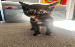 Siberian cats for sale: Siberian x Chartreux - Image 15