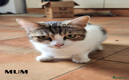 Mixed Breed cats for sale: Maine Coon/Norwegian Forest/British Shorthair X - Image 8
