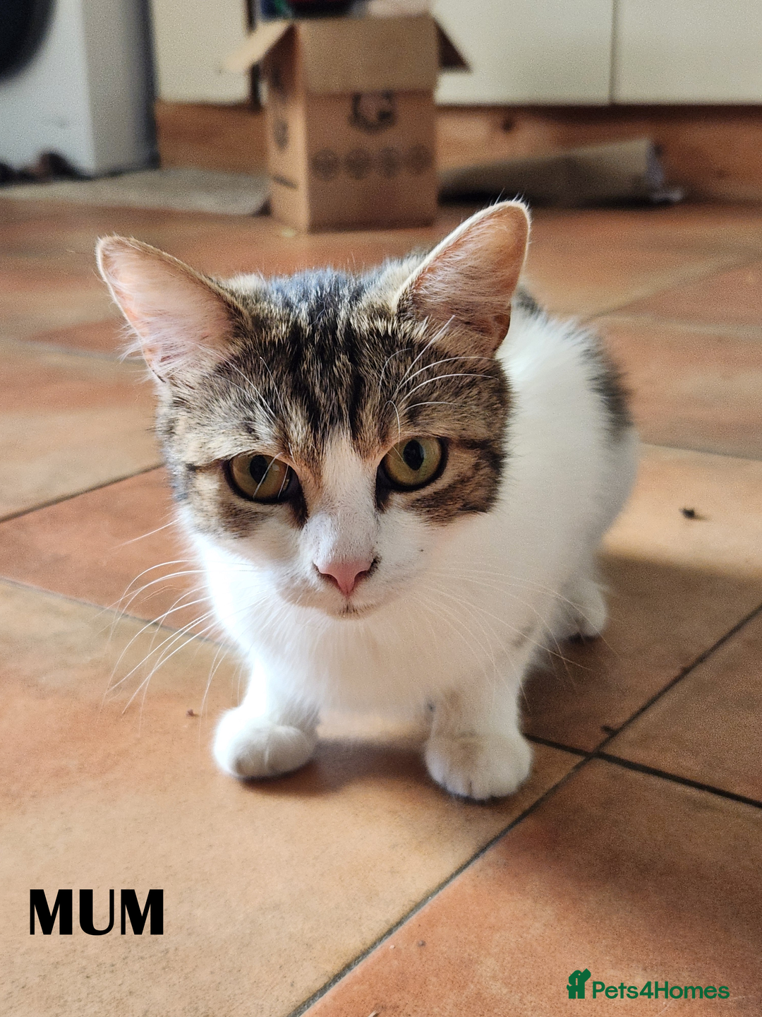 Mixed Breed cats for sale: Maine Coon/Norwegian Forest/British Shorthair X - Image 8