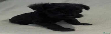 Schnoodle 2