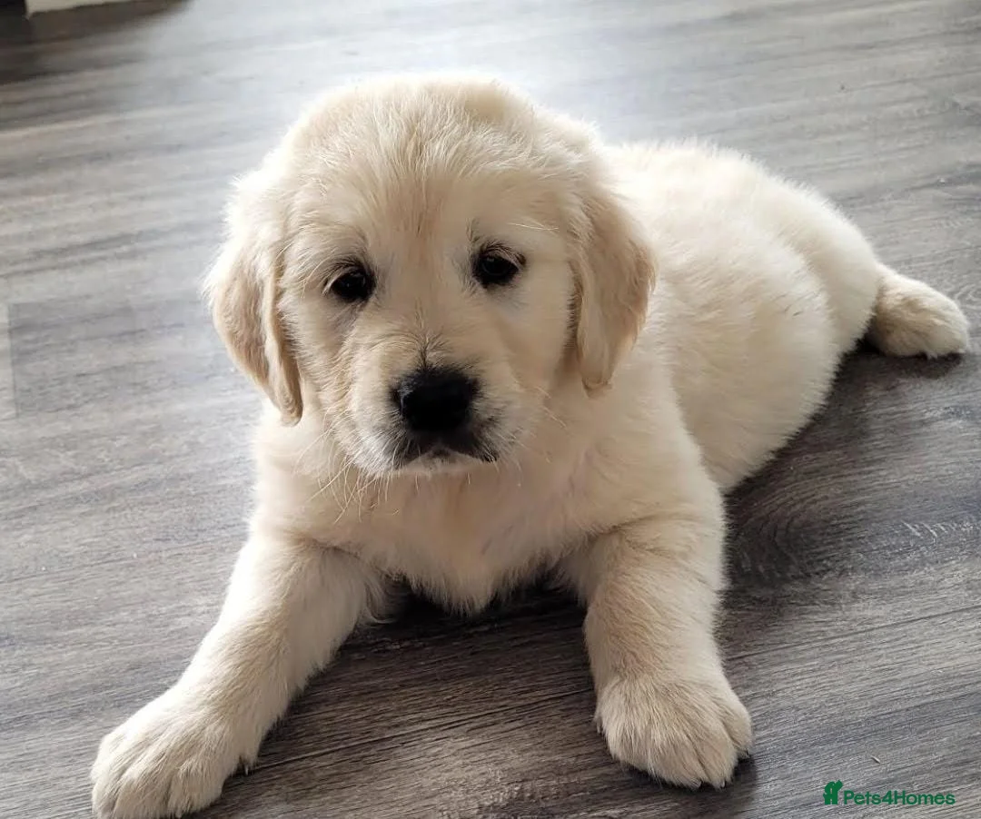 Golden Retriever dogs for sale: Adorable Golden Retriever puppies available.  - Advert 5