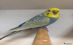 Budgerigars birds for sale: Beautiful rainbow budgerigars - Image 4