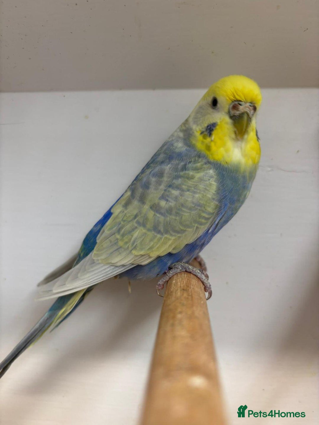 Budgerigars birds for sale: Beautiful rainbow budgerigars - Image 4