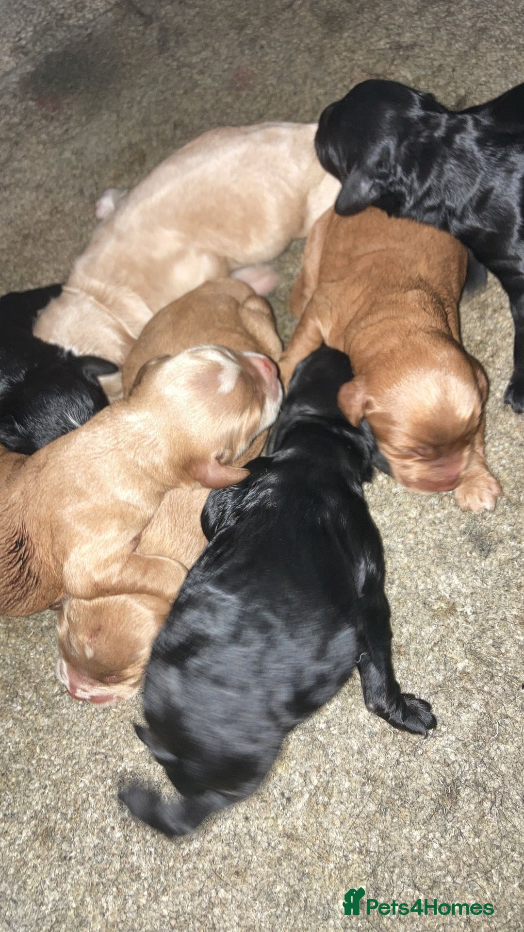 Miniature Poodle dogs for stud: OUR BARRY-KC REGISTERED MINIATURE POODLE FOR STUD in Preston - Advert 21