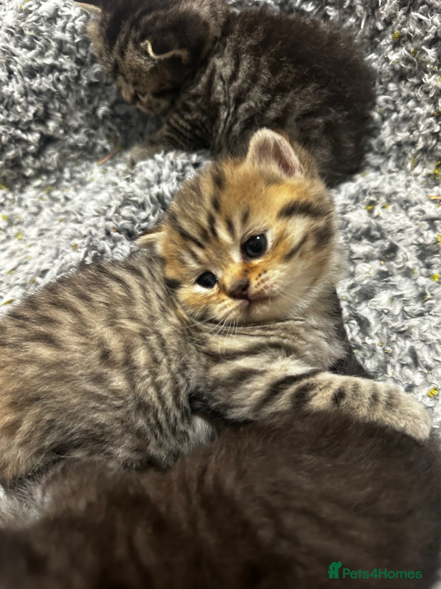 British Shorthair cats Stunning British shorthairs  - Advert 6