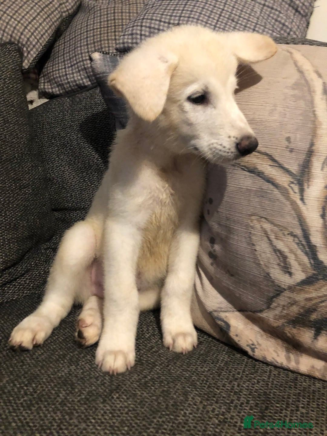Mixed Breed dogs for sale: READY NOW! Beautiful Japanese Akita Puppies - Image 23
