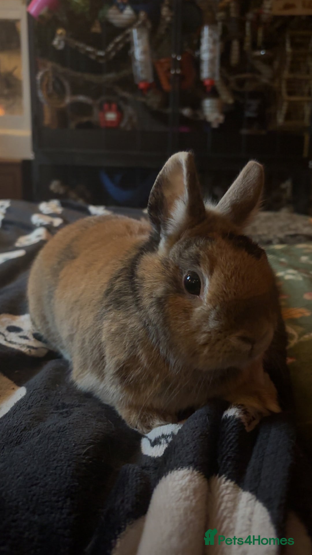 Netherland Dwarf rabbits for sale: Rooster and Jett  - Advert 3