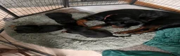 Rottweiler dogs for sale: KC registered Rottweiler puppies for sale  - Advert 6