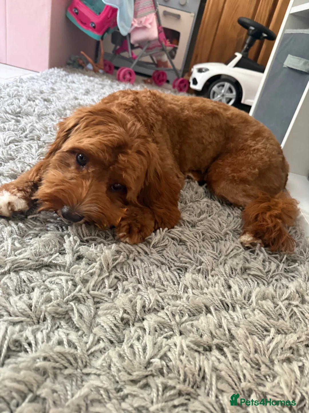 Cavapoo dogs for sale: Male Cavapoo Puppy - Advert 1