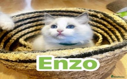 Ragdoll cats for sale: 💖Beautiful Ragdoll💖 Tica register  - Image 29