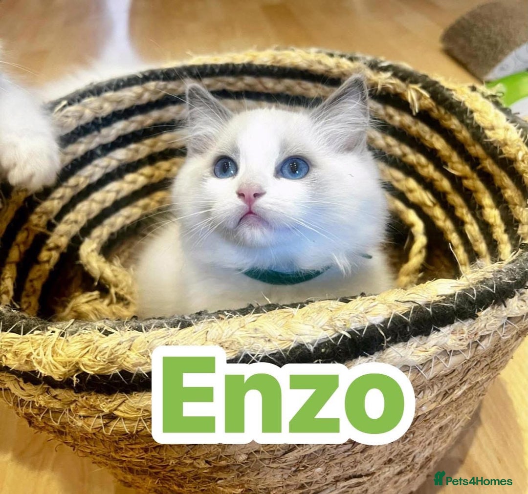 Ragdoll cats for sale: 💖Beautiful Ragdoll💖 Tica register  - Image 29