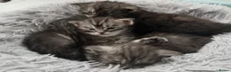 Maine Coon cats for sale: 3 beautiful Russian maincoon kittens   - Advert 3