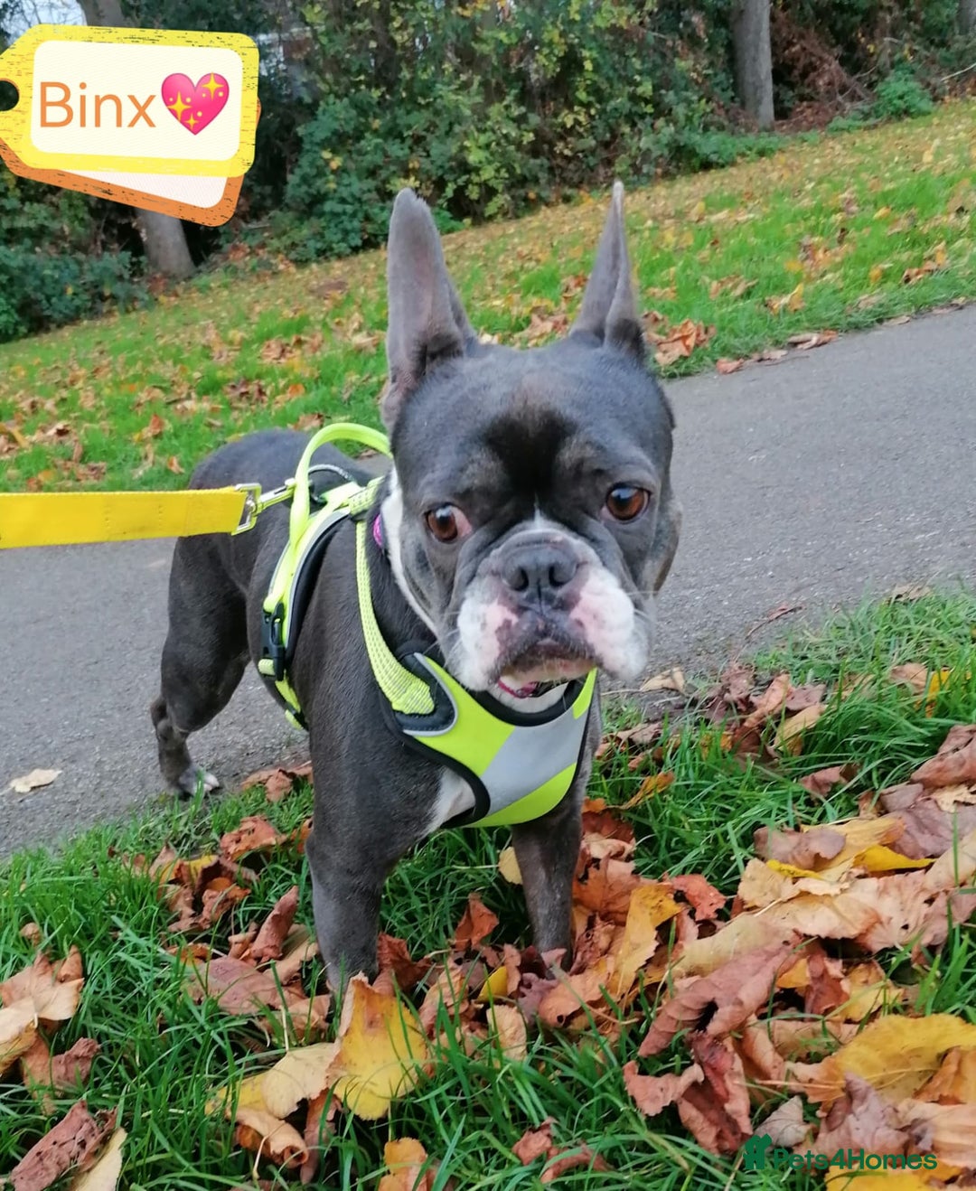 Mixed Breed dogs for adoption: ❤️Binx - 3 yo Frenchie x Boston terrier girl ❤️ - Image 3