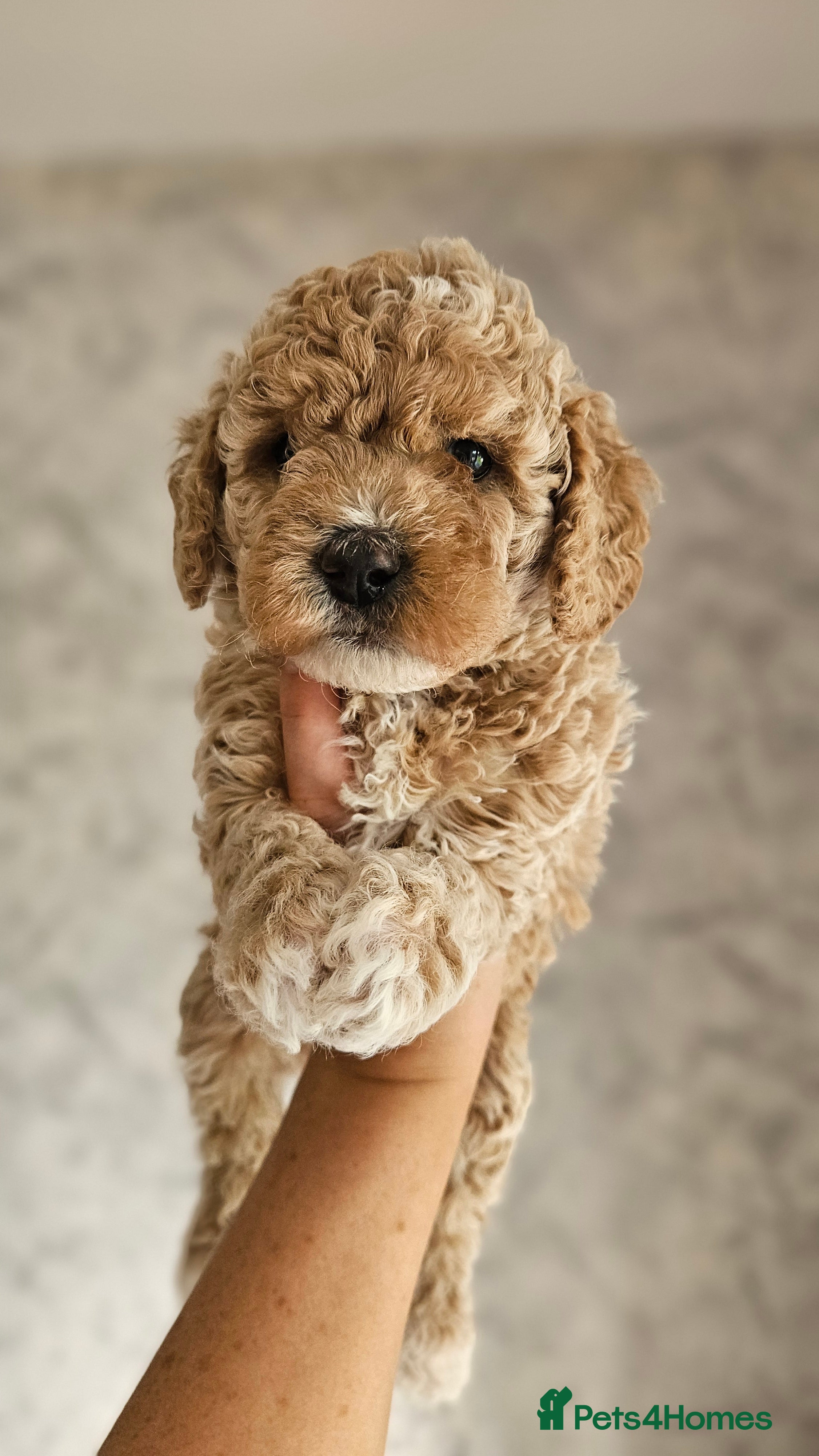 Mini Goldendoodle dogs Beautiful Toy Goldendoodle Puppies  ✨🐾 - Advert 2