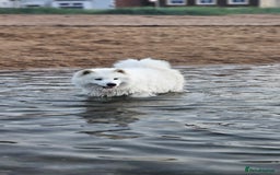 Samoyed dogs for sale: Juz są !!  we accept a reservation now  - Image 6