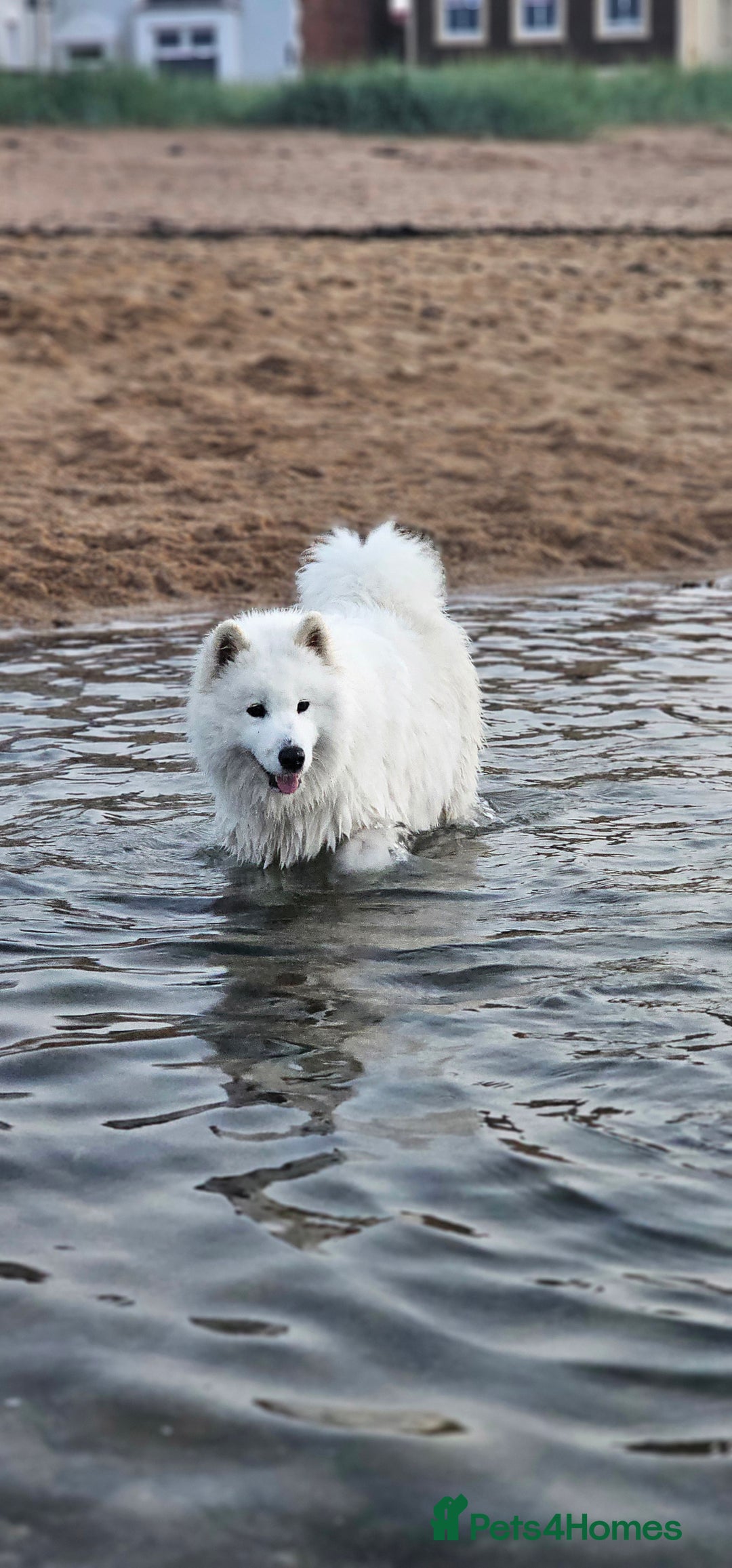 Samoyed dogs for sale: Juz są !!  we accept a reservation now  - Image 6