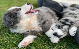 Bernese Mountain Dog dogs for sale: Stunning Chunky Bordernese Puppies - Image 20