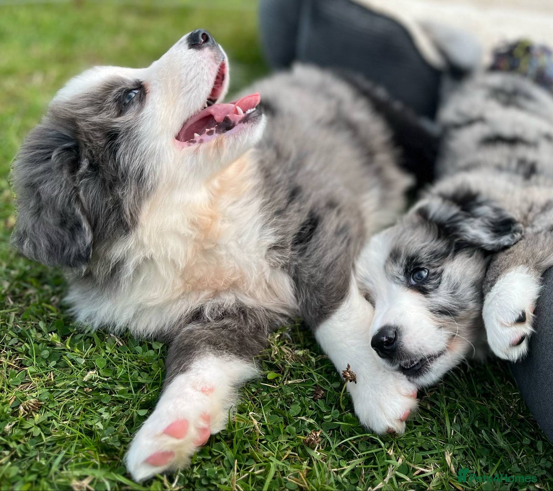 Bernese Mountain Dog dogs for sale: Stunning Chunky Bordernese Puppies - Image 20