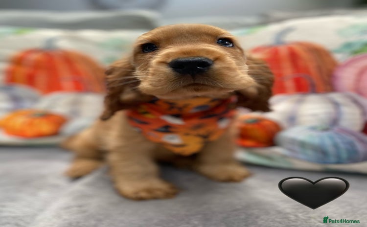 Cocker Spaniel dogs - Advert 10