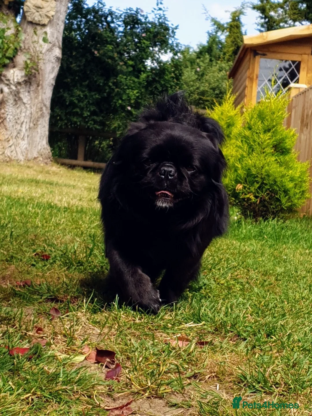 Pug dogs for stud: FLUFFY PUG STUD Blue Choc Black Tan carrier Husky  - Advert 2