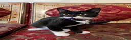 Turkish Van cats for sale: Kittens for free  in London - Advert 10