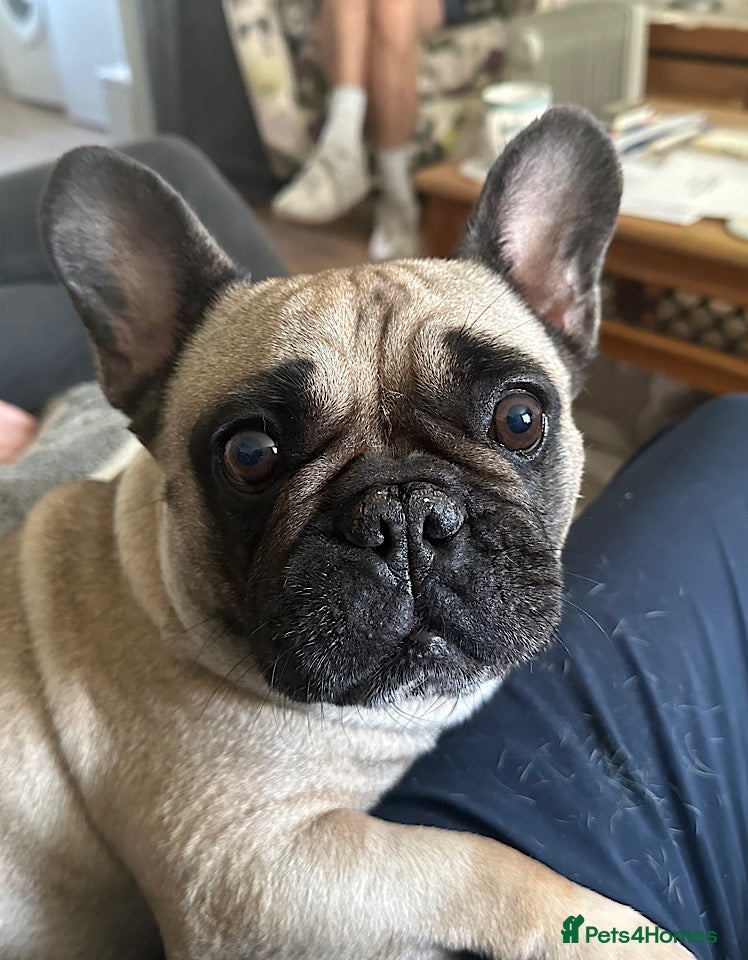 French Bulldog dogs Bella seeks forever home  - Advert 15