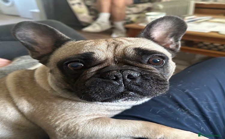 French Bulldog dogs - Advert 1