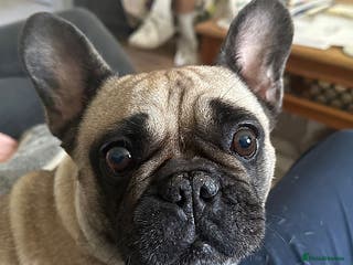 French Bulldog dogs Bella seeks forever home - Advert 3