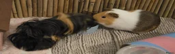 Guinea Pig rodents for sale: Guinea Pigs Looking for new home - Advert 3